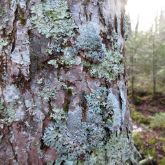 Pertusaria consocians