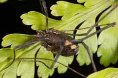 Forsteropsalis chiltoni