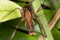 Forsteropsalis chiltoni