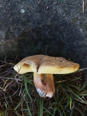 Xerocomellus diffractus