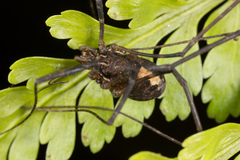 Forsteropsalis chiltoni