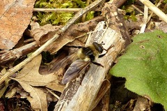 Criorhina verbosa