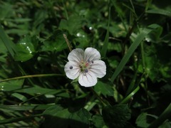Geranium thunbergii