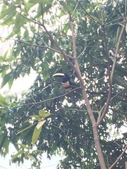 Pteroglossus aracari