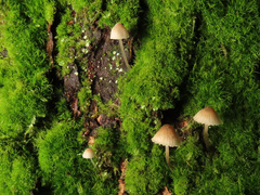 Mycena mirata