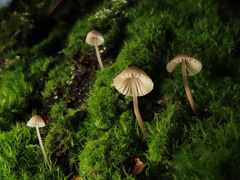 Mycena mirata
