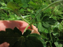 Geranium thunbergii
