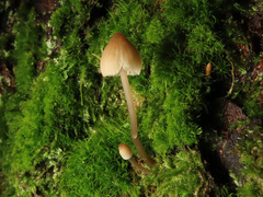 Mycena mirata