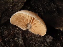 Crepidotus kubickae