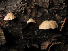 Crepidotus kubickae