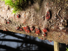 Mollisia subglobosa