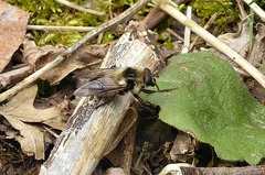 Criorhina verbosa