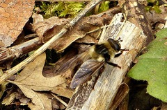 Criorhina verbosa