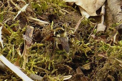 Criorhina verbosa