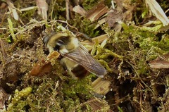 Criorhina verbosa
