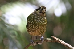 Ailuroedus maculosus