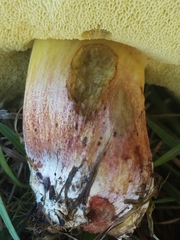 Xerocomellus diffractus