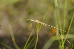 Austrostipa muelleri