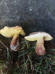 Xerocomellus diffractus