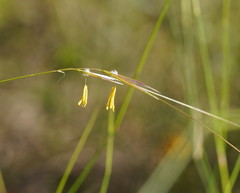 Austrostipa muelleri