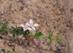 Cyanothamnus nanus pubescens