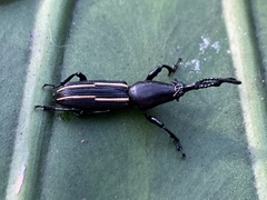 Phymechus jordani