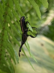 Phymechus jordani