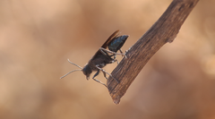Stangeella cyaniventris