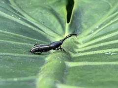 Phymechus jordani