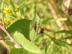 Tritoxa incurva