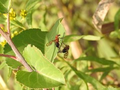 Tritoxa incurva