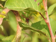 Tritoxa incurva