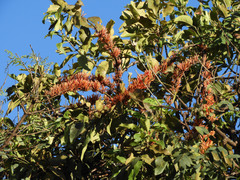 Phragmanthera