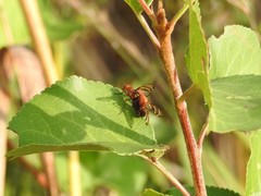 Tritoxa incurva