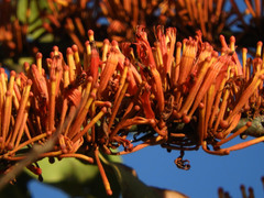 Phragmanthera