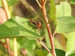 Tritoxa incurva