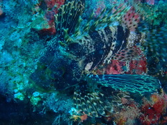 Dendrochirus barberi