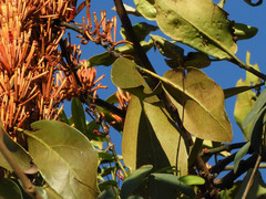 Phragmanthera