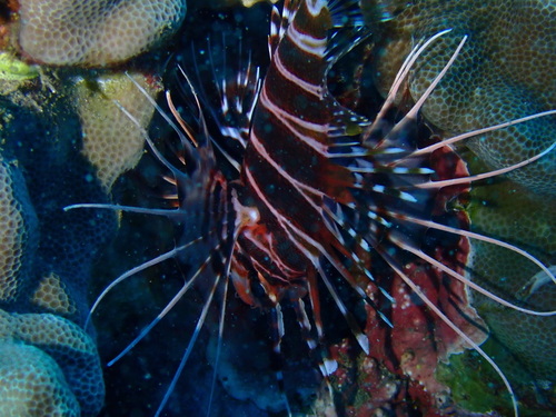 Hawaiian lionfish (Pterois sphex) — Scorpaenidae