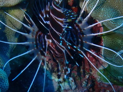 Pterois sphex