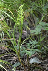 Sceptridium rugulosum