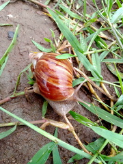 Lissachatina fulica