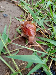 Lissachatina fulica