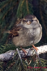Passer domesticus