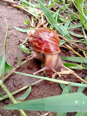 Lissachatina fulica