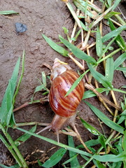 Lissachatina fulica