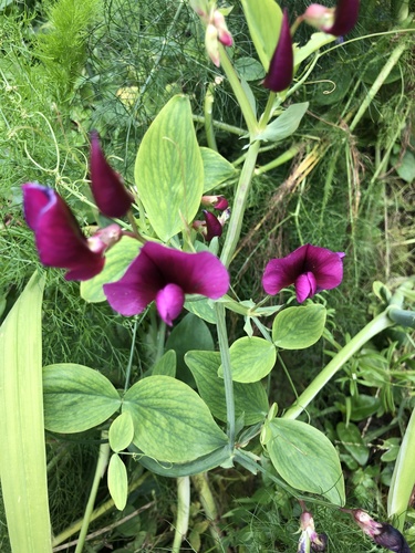 Tangier Pea