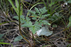 Sceptridium rugulosum