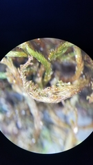 Leucodon andrewsianus