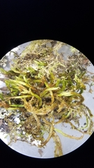 Leucodon andrewsianus